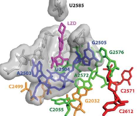 oxazolidinonresistens Mutasjoner i ribosomet mest vanlige Hovedsakelig G76Umutasjon i 3S rrna V