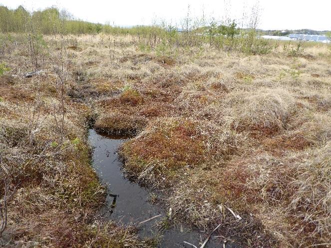 Kjeller flyplass ble i sin tid anlagt på en myr, og rester av myrområdet Måsan er fortsatt å se. Visse områder på flyplassen, som rundt dammen øst for Sogna, er svært våte.