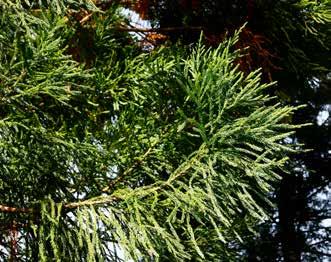 Risafurur, Sequoiadendron giganteum, gróðursettar 1989 og orðnar hátt í