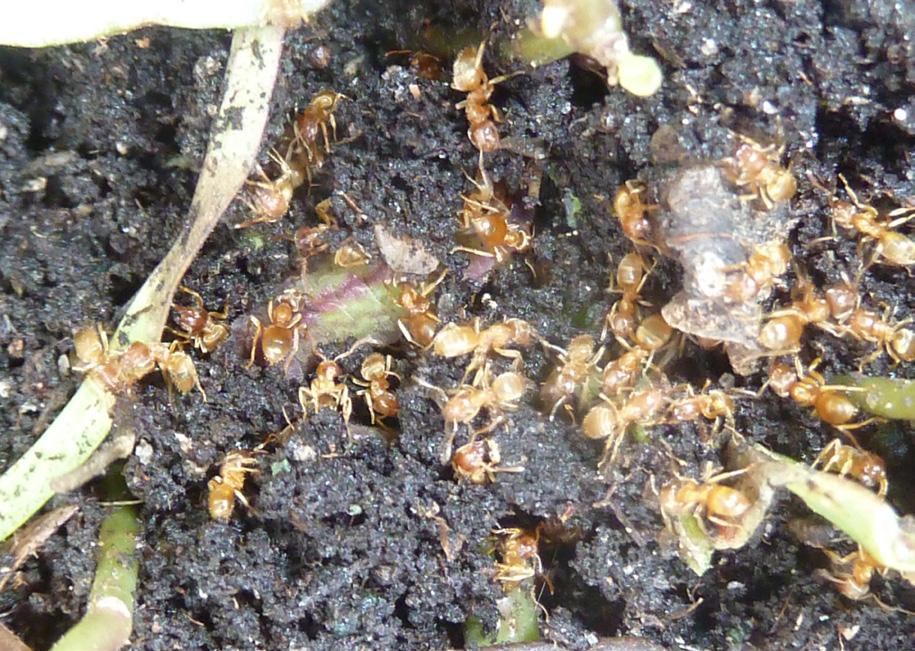 3.4 Maur I 2015 ble det ikke observert noen larver av klippeblåvinge, og følgelig heller ikke samlet inn noen individer av maur.
