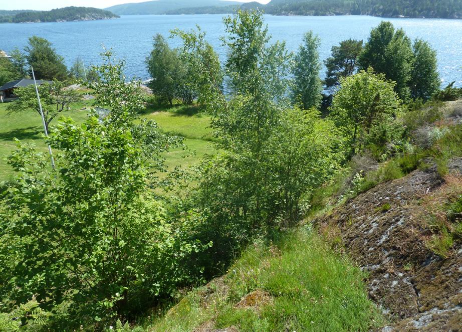 Figur 28. Furuhekken ved Kjellvik ved Torpbukta som ble fjernet i 2015.