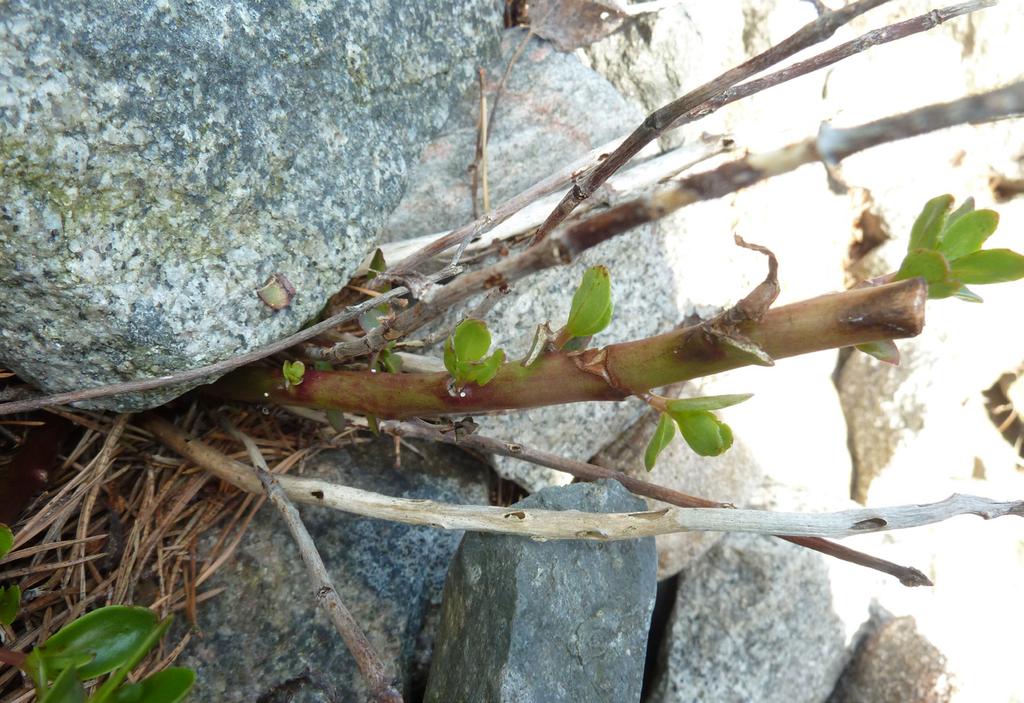Figur 31. Et typisk eksemplar av det som trolig er en «rådyrklipt» smørbukkplante, fra Torpbukta 28. juni 2016.