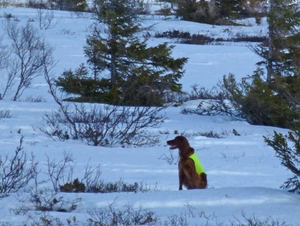 7 slipp: ES Smilla P Ingo: Ingo er en kraftig hund som står på selv om han slår gjennom skarelaget. Jakter energisk, men blir noe åpen i terrengdekningen.