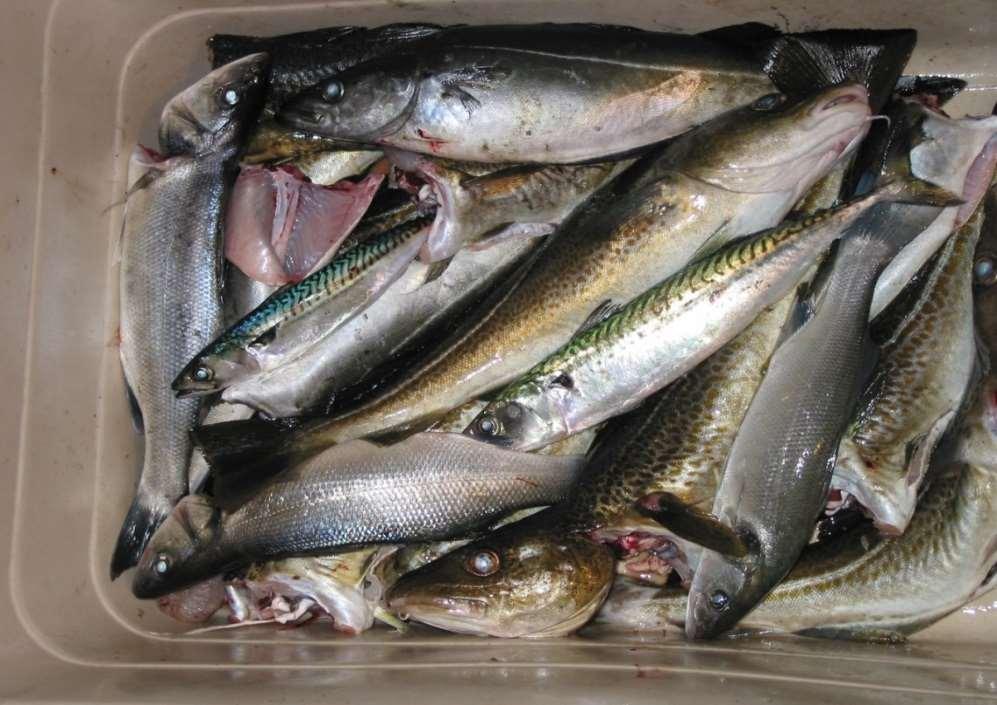 Fangst og innsats pr hele år (siden 2010) i indre Oslofjord Totalfangst pr år pr fisker: med bruk av et minimumstall - 12,1±2,5 kg Totalfangst av fritidsfiskere i indre Oslofjord: 1