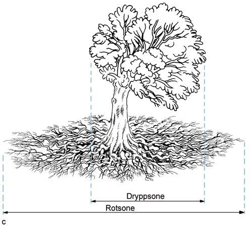 I mange tilfeller vil ikke konsekvensen av skadene treet er påført vise seg før etter flere år. Treets vekst stagnerer gradvis, og treet vil etter hvert dø, se fig. 51 a.