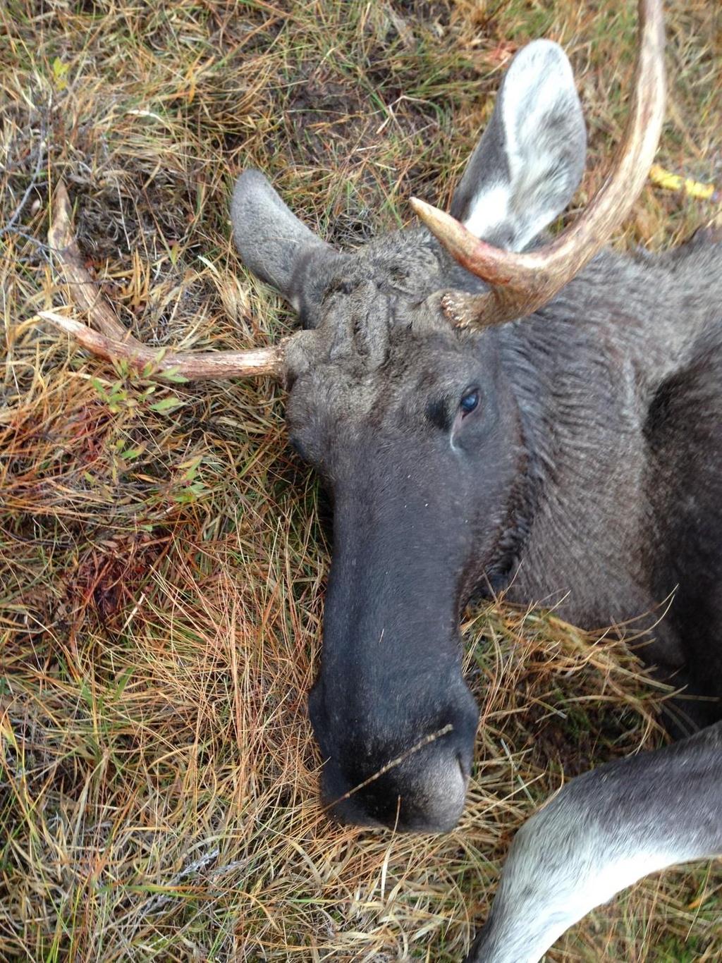 Årsmøte i Mykland Storvald - 2015 Mykland Ungdomshus - mandag 27. april - Kl 18.