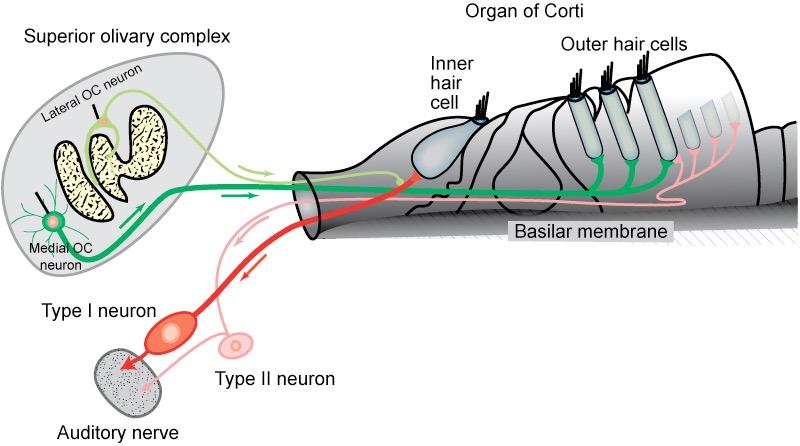 ~95% Innervasjon av Cortis organ: afferente og efferente neuroner ~5% Afferente neuroner, type I og type II Ganglion spirale (i modiolus) Hørselsnerven (del av N.
