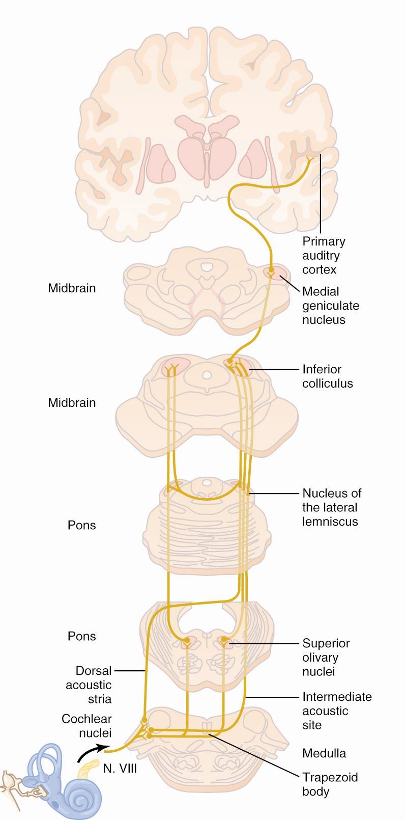 Sentrale hørselsbaner Fra Kandel, E et al. (2000) Principles of Neural Science Nc. geniculatum mediale Primær hørselscortex (Brodmann areae 41 og 42) Colliculus inferior Nc.