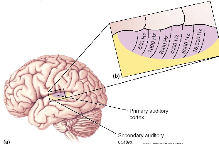 cochlearis Tonotopisk organisering av primær