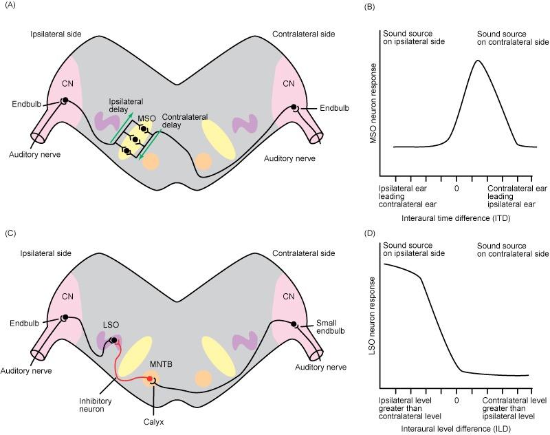 Sensitivitet for interaural intensitetsforskjell Viktigst for høye frekvenser (> 3 khz hos mennesker) Laterale del av oliva superior komplekset (LSO) Ipsilateral eksitasjon Kontralateral inhibisjon