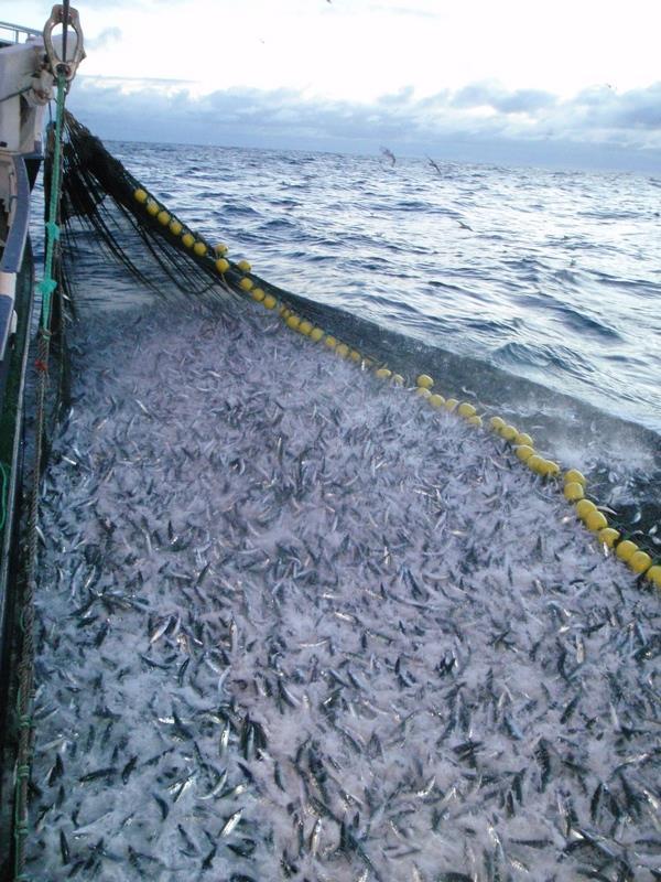 Hvis fisk kan lide så er også fiskeriene et enormt dyrevelferdsproblem Omfang = Antall x Varighet x Alvorlighetsgrad 1-3 tusen milliarder fisk landes i