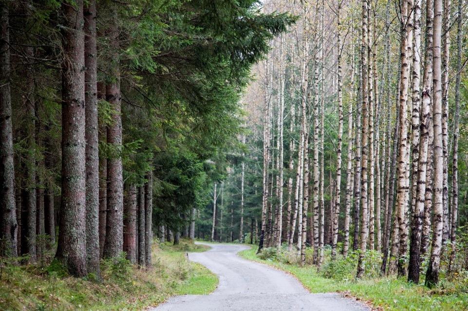 Skogen et fôrkammer Norsk skog er vår største bioressurs ü ~ 43% av