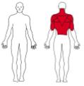 4. Stående roing m/strikk (Reps: 8-15, Sets: 2-4) Stå med en bøy i både hofter og knær, men hold ryggen rett. Fest midten av strikken under føttene og hold strikken i hver hånd.