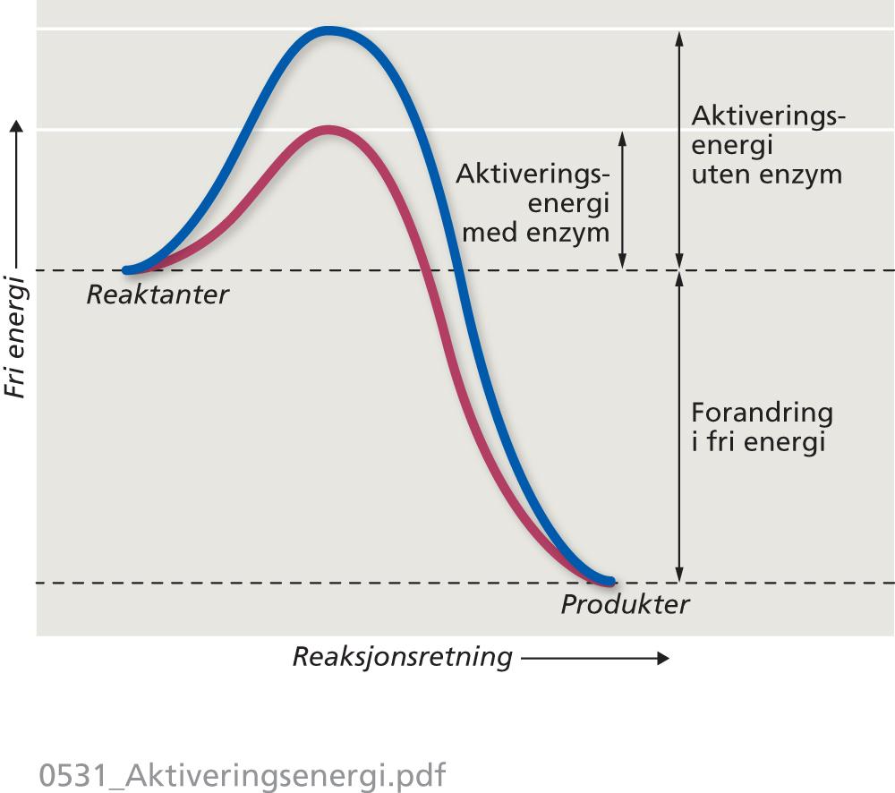 Farten øker fordi katalysatoren reduserer reaksjonens ak<veringsenergi http://www.arbark.