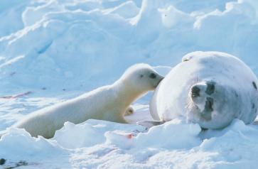 Foto: Kit & Christian, NP. annet isbjørn og polarmåker fra Bjørnøya og Svalbard. Nye studier viser at innholdet av bromerte forbindelser har økt betydelig i arktiske dyr i de siste årene.