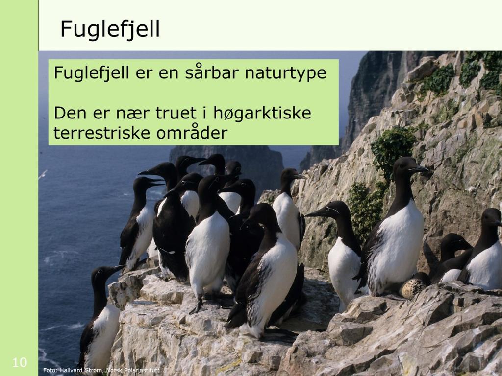 Bildet viser fuglefjell med polarlomvi på Bjørnøya. [klikk] Fuglefjell er på den nye rødlista vurdert som en sårbar naturtype på fastlandet i Norge.