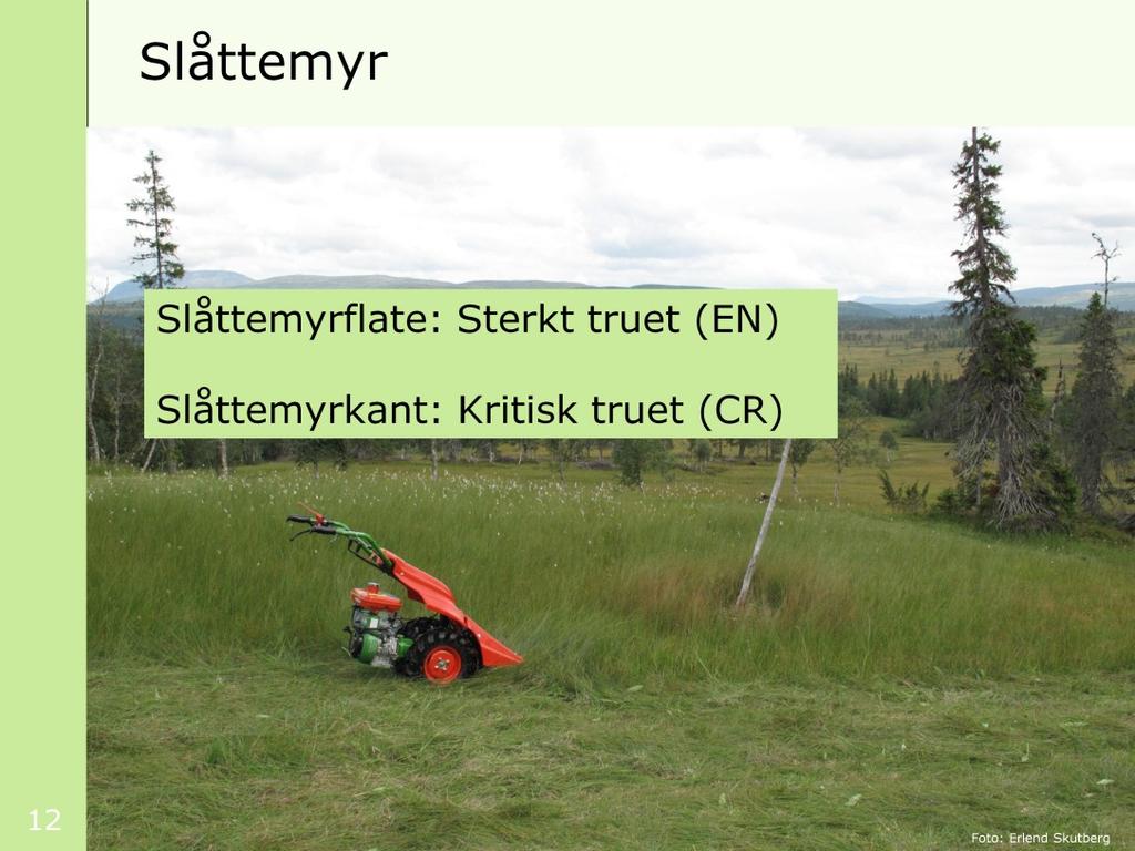 [klikk] Bildet viser skjøtsel av slåttemyr i Øvre Forra naturreservat i Nord-Trøndelag. Slåttemyrflate er sterkt truet mens slåttemyrkant er kritisk truet.