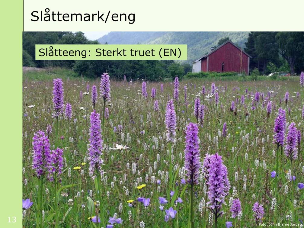 Bildet viser intakt slåttemark med flere orkidéarter på Gravdehaug i Rauma kommune, Møre og Romsdal. [klikk] Slåttemark er en sterkt truet naturtype som er avhengig av menneskers bruk.