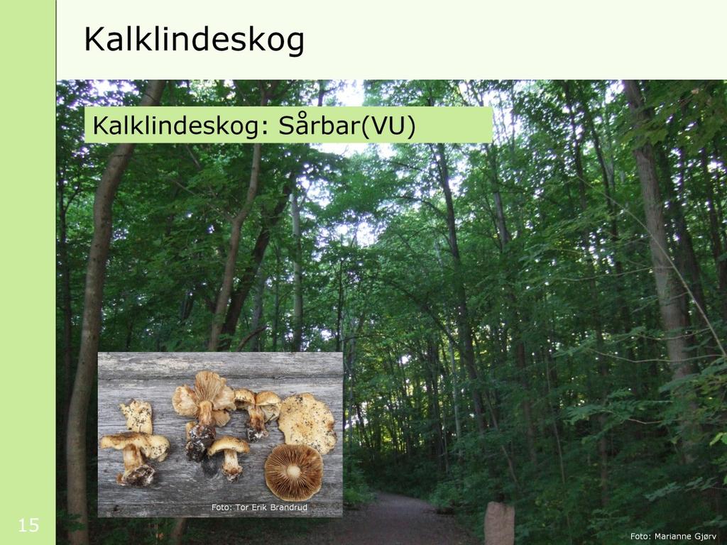[klikk]det store bildet viser kalklindeskog på Dronningberget på Bygdøy i Oslo, en sårbar naturtype.