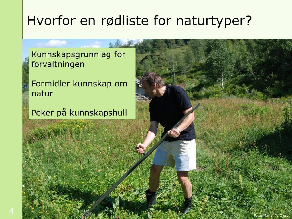 Bildet viser slått med ljå på ei seter i Møre og Romsdal. Slåtteeng er vurdert som en truet naturtype i den nye rødlista (EN, sterkt truet).