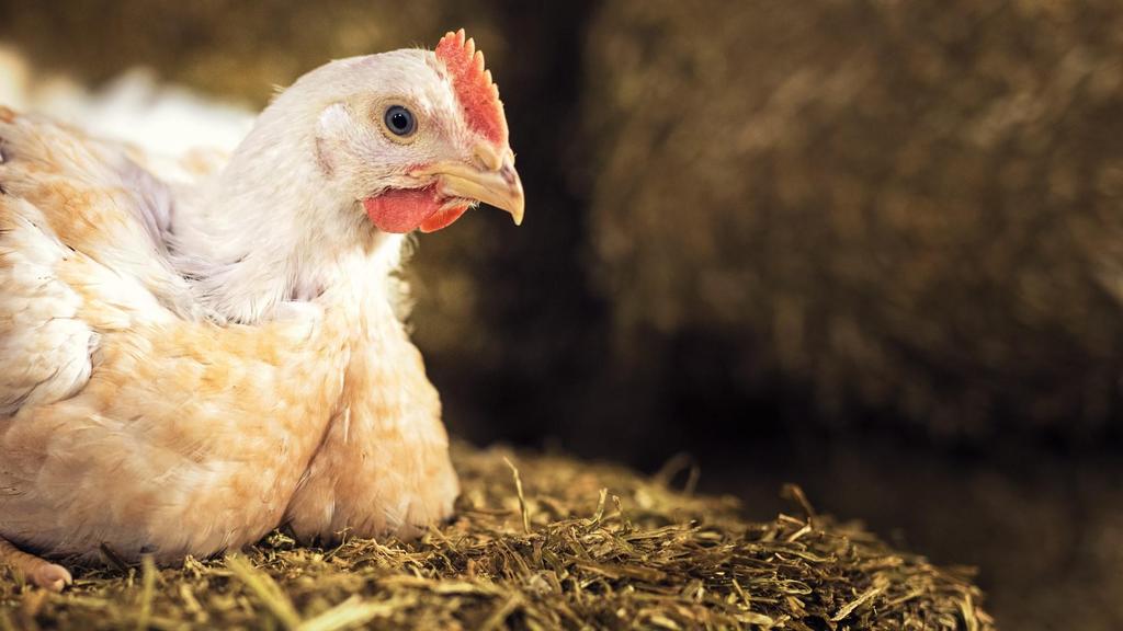 Norsk Kylling: Er integrerte verdikjeder løsningen på