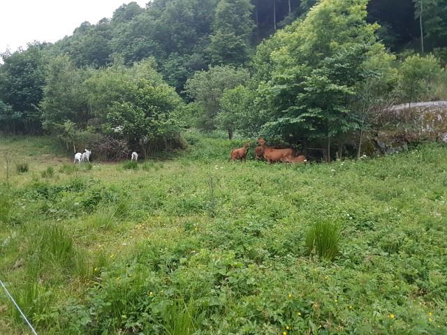 EKSEMPEL FRA BEITE MED GEIT (Boergeit) OG STORFE (Vestlandsk raudkolle) Foto 1; - juni 2017 Geit klatrer i kratt