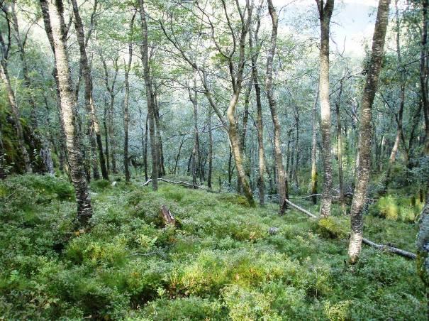 Avgrensing og arrondering Forvaltningsområdet sammenfaller med naturtypen bekkekløft og bergvegg (F09) og er avgrenset i figur 6. Bekkekløften er relativt åpen og har jevn stigning.