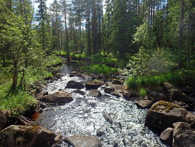 Strekningene som ikke ble undersøkt, går gjennom myr og elva er dyp og uegnet. Værforholdene var gode. Vannføringen var først høy og senere middels. Vanntemperaturen var + 17-18 C. Tabell 1.