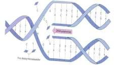 DNA oppbygging, forts. 1 triplett/tre baser koder for én aminosyre. F.eks. koder GCU for aminosyren alanin. Vi har 20 ulike aminosyrer.