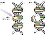 Mutasjoner Ved DNA-replikasjon kan det skje feil slik at et basepar plasseres feil og dermed koder for en annen aminosyre. Dette kalles en mutasjon og kan gi opphav til at et annet protein lages.