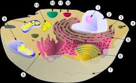 Cytosol: Væsken inne i cellen. Cytoplasma: Omgir cellekjernen. Cytosol + celleorganellene. Celleorganeller: Cellens små bestanddeler.