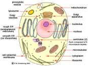 Celleorganellene Cellekjernen Endoplasmatisk retikulum Golgiapparatet Mitokondriene Lysosom