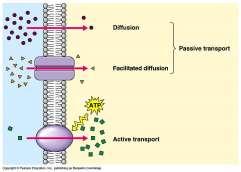 Vannløselige stoffer: Diffusjon gjennom vannfylte kanaler (ionekanaler) eller transportproteiner.