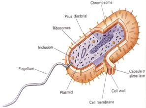 Antibiotikas virkningsmekanismer 1. På celleveggsyntese 2. På plasmamebranen 3.