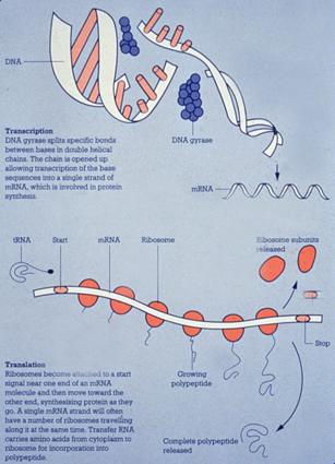 cross-linking of bacterial cell walls PBP = Penicillin bindende protein (