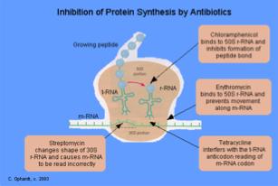 Trimetoprim -Sulfa Linezolid blocks formation of 70S inititation complex