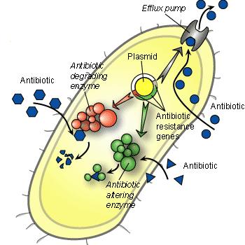 for bakteriedrap 3 effektivitets parametere for antibiotikas