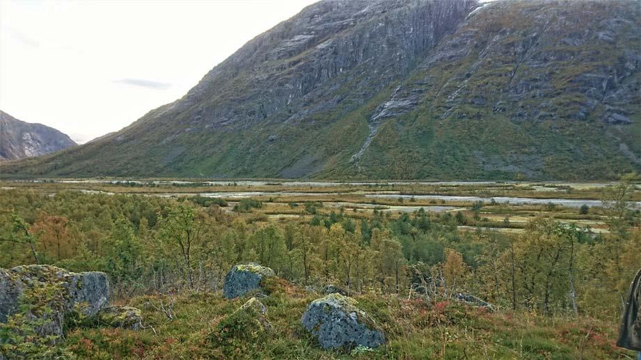 1 Fåbergstølsgrandane 1.