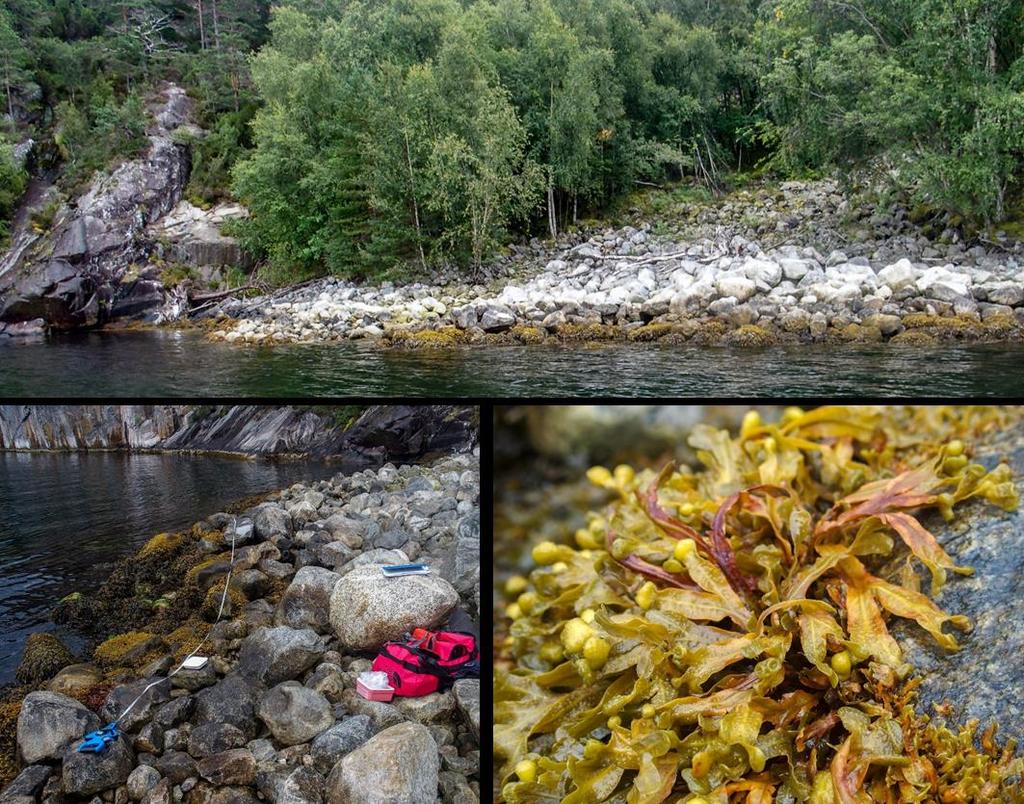 St. Svoldal, Sildafjorden Vanntype: Beskyttet kyst/fjord Naturtype litoralt: Stein- grus- og sandstrand, fjæresone-vannstrand på fast bunn Naturtype sublitoralt: Tareskogbunn Rødlistearter: Ceramium