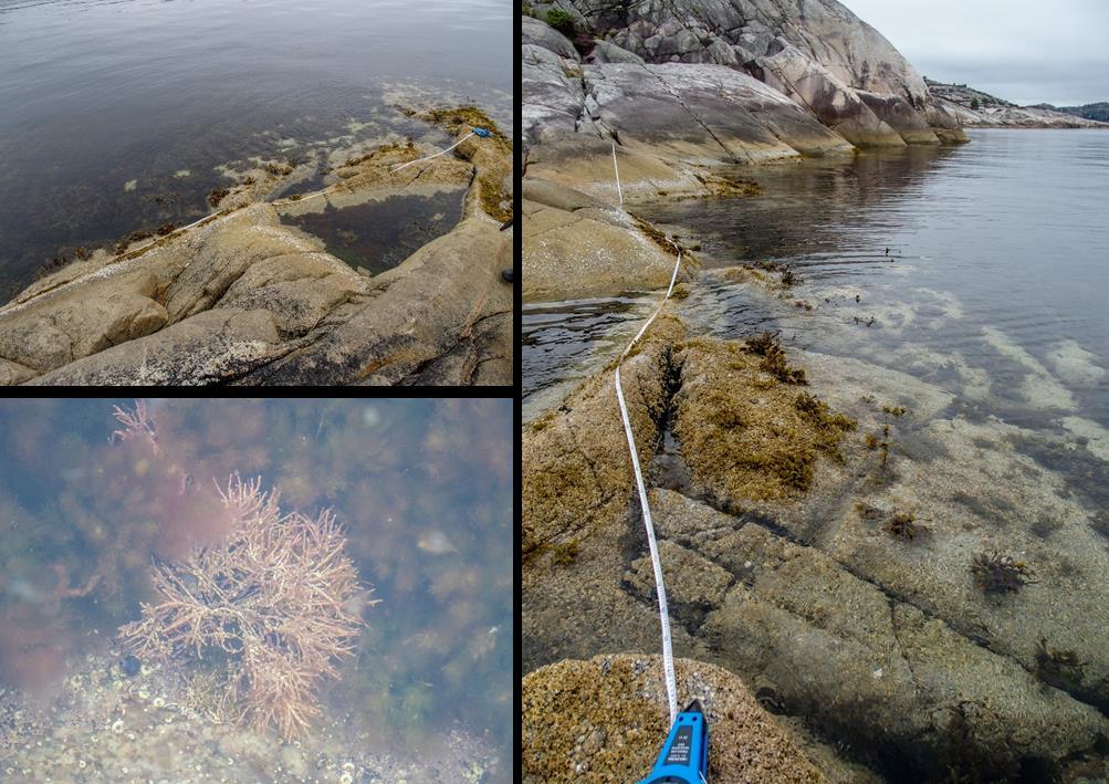 St. 9 Stokksundet, Stokksund Vanntype: Beskyttet kyst/fjord Naturtype litoralt: Strandberg, fjæresone-vannstrand på fast bunn Naturtype sublitoralt: Annen fast eufotisk saltvannsbunn, tareskogbunn