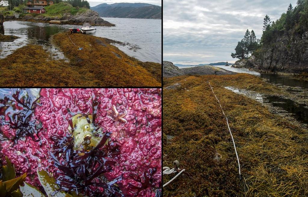 St. 15 Vetleholmen, Fusa-/Bjørnafjorden Vanntype: Beskyttet kyst/fjord Naturtype litoralt: Strandberg, fjæresone-vannstrand på fast bunn Naturtype sublitoralt: Annen fast eufotisk saltvannsbunn