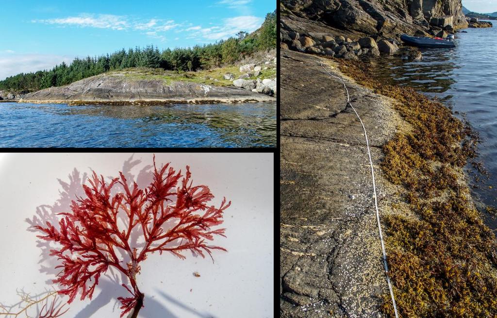 St. 18 Tyssøyna, Raunefjorden Vanntype: Beskyttet kyst/fjord Naturtype litoralt: Strandberg, fjæresone-vannstrand på fast bunn Naturtype sublitoralt: Tareskogbunn Rødlistearter: Ingen Rødlistede