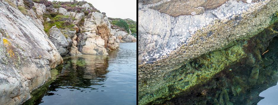 St 21 Algrøyna, Sekkingstadosen Vanntype: Oksygenfattig fjord Naturtype litoralt: Strandberg, fjæresone-vannstrand på fast bunn Naturtype sublitoralt: Annen fast eufotisk saltvannsbunn Rødlistearter: