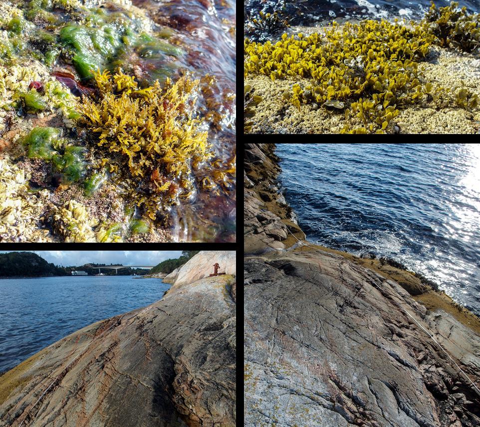 St. 22 Krabbejoneset, Hjeltefjorden nord Vanntype: Beskyttet kyst/fjord Naturtype litoralt: Strandberg, fjæresone-vannstrand på fast bunn Naturtype sublitoralt: Tareskogbunn Rødlistearter: Ingen