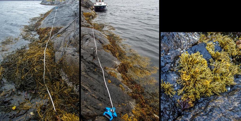 St. 2 Skutevikneset, Radfjorden Vanntype: Beskyttet kyst/fjord Naturtype litoralt: Strandberg, fjæresone-vannstrand på fast bunn Naturtype sublitoralt: Annen fast eufotisk saltvannsbunn