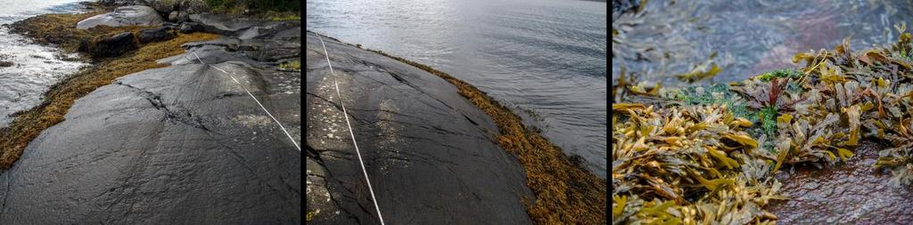 St. 26 Eldsneset, Osterfjorden Vanntype: Ferskvannspåvirket, beskyttet fjord Naturtype litoralt: Strandberg, fjæresone-vannstrand på fast bunn Naturtype sublitoralt: Annen fast eufotisk saltvannsbunn