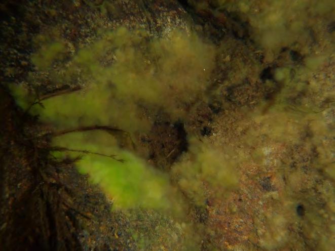 Grønne trådformede alger (Zygnema, Mougeotia, Oedogonium). D. Cyanobakterier (C.f. Rivularia).