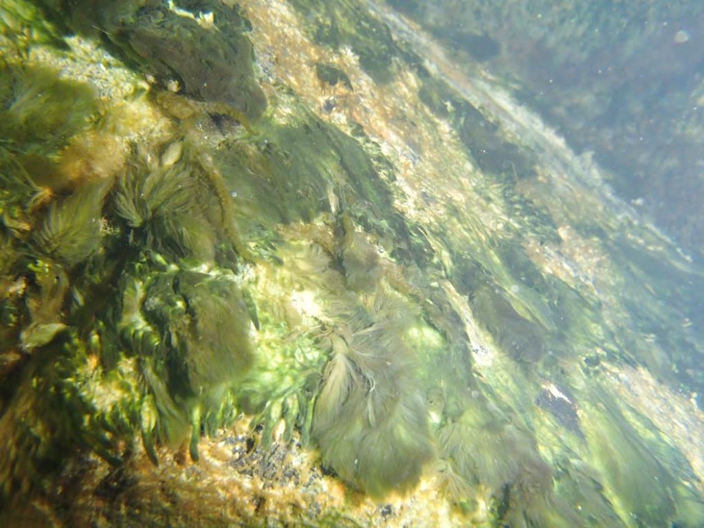 pil) og grønne trådformede alger