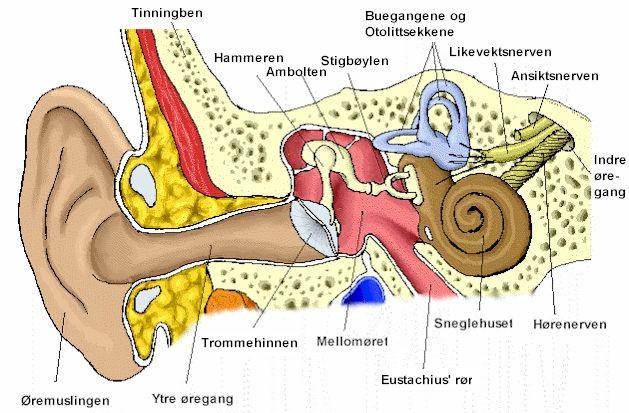 Indre/ytre øre og svimmelhetspunkt Sonen for ytre øre ligger på 5. tå som neste figur viser og tilsvarende på baksiden det samme gjelder for indre øret sone som ligger på 4. tå. Svimmelhetspunktet finnes nederst lateralt på 4.