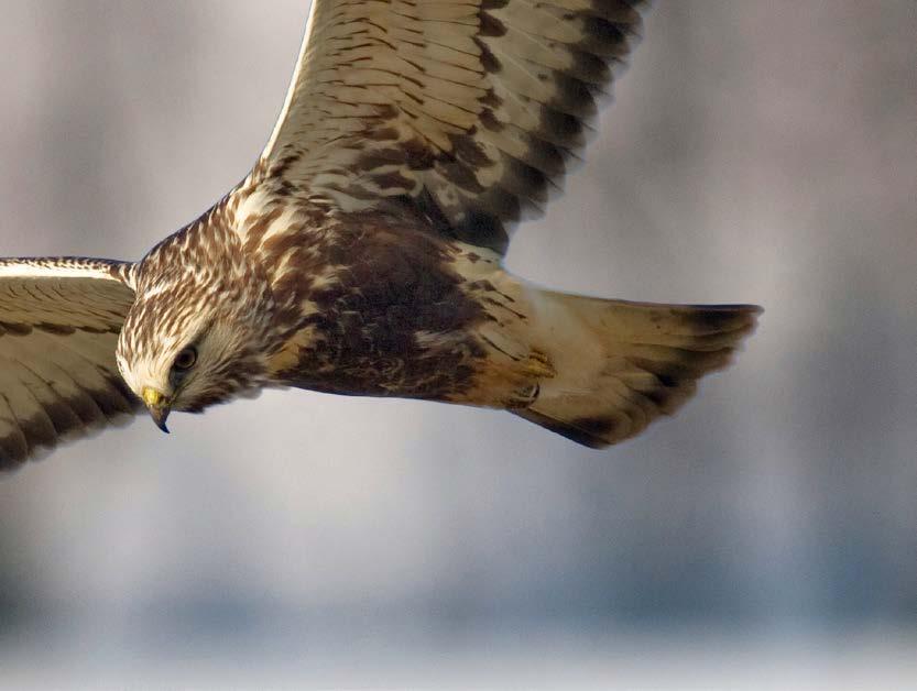 NYE FRIMERKER FUGLER Det karakteristiske lange, klagende skriket har møtt mang en fjellvandrer i år med mye smågnagere. 6 tiden.